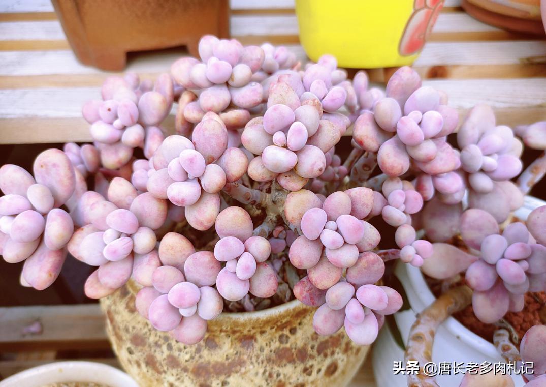 多肉嫩桩变老桩,高桩碧桃多肉老桩