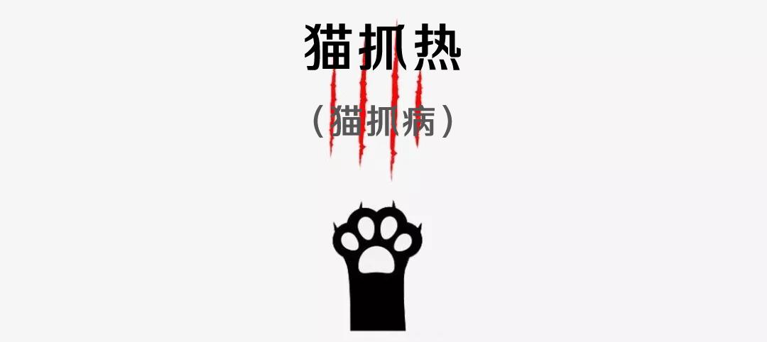 被流浪猫咬了24小时有什么事,被感染新冠的猫咬了一口