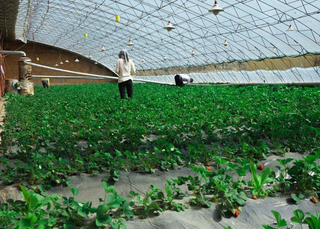 秋季大棚草莓的高产栽培技术,大棚草莓种植技术开始发展起来