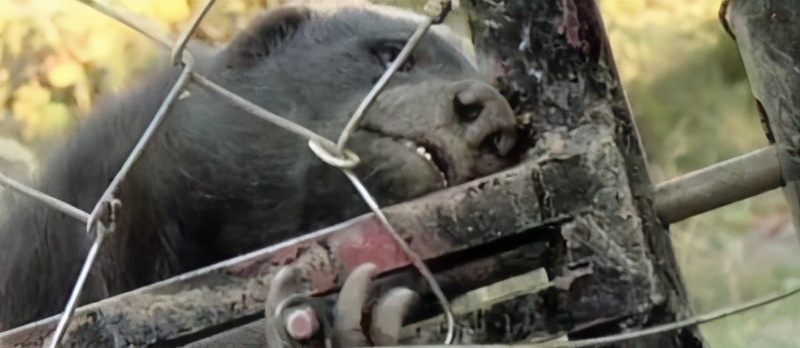 非洲恶霸平头哥,狮子毒蛇都不敢招惹它,蜜獾为何如此嚣张?