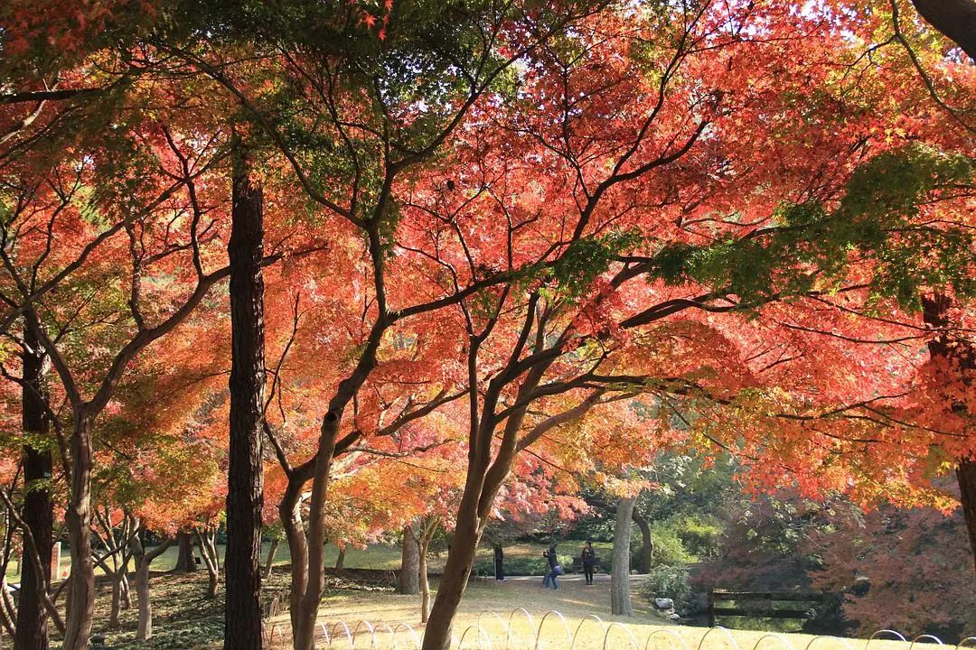 漫天香氛醉人~杭州的秋天从不让人失望!13个地方,秒出大片