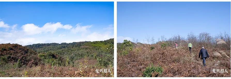 贵州的道地药材天麻,天麻属于哪里的道地药材