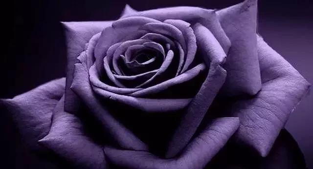 每天学习一点点花卉,100种常见玫瑰品种