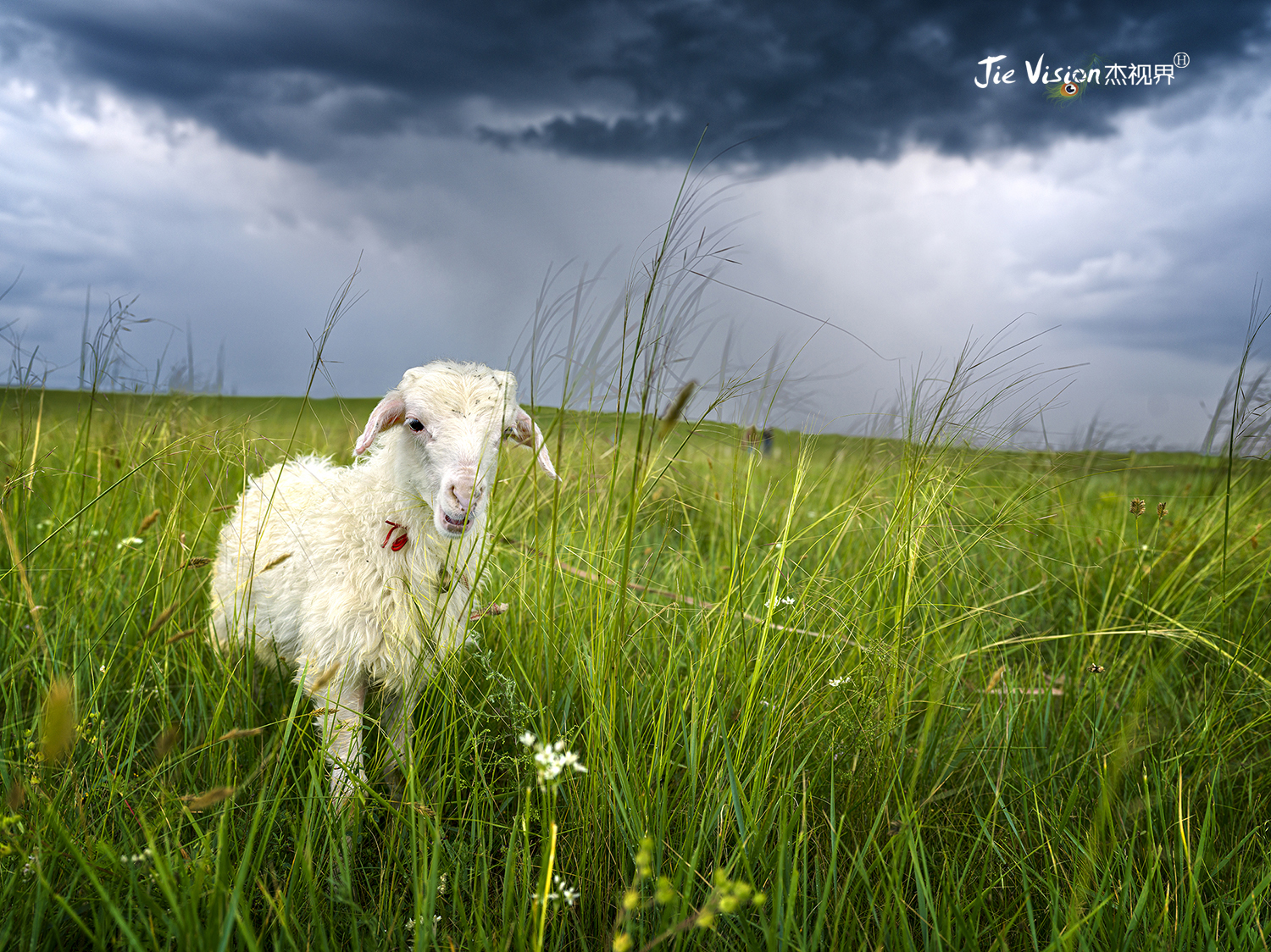 狼图腾内蒙古取景地,狼图腾拍摄的草原