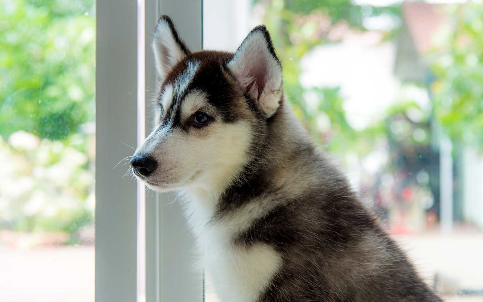 想养一群哈士奇,想养哈士奇