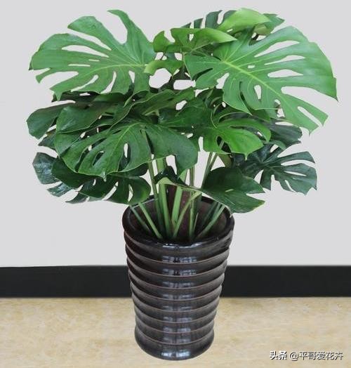适合客厅养的容易养的绿植,适合客厅养的四季绿植好养