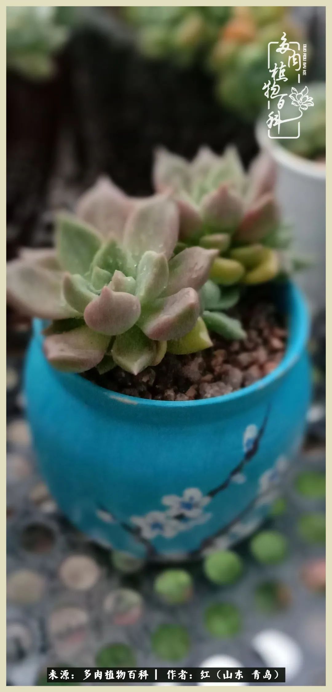 度夏多肉秋天发根,度夏坚强活下来的肉肉们