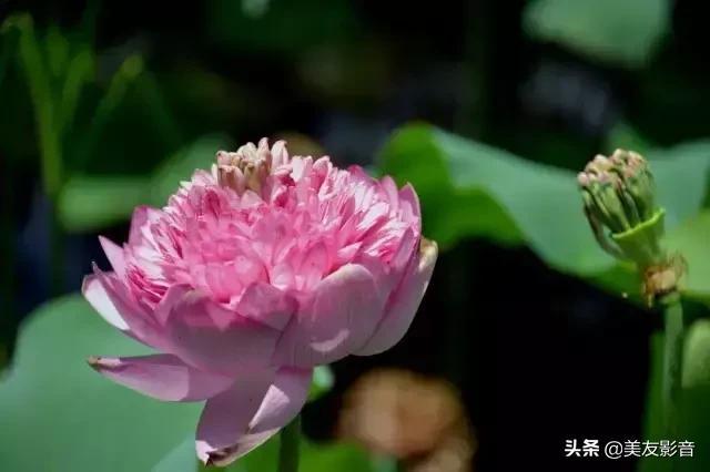 江南可采莲莲叶何田田全诗讲解,有关莲的古诗词大全