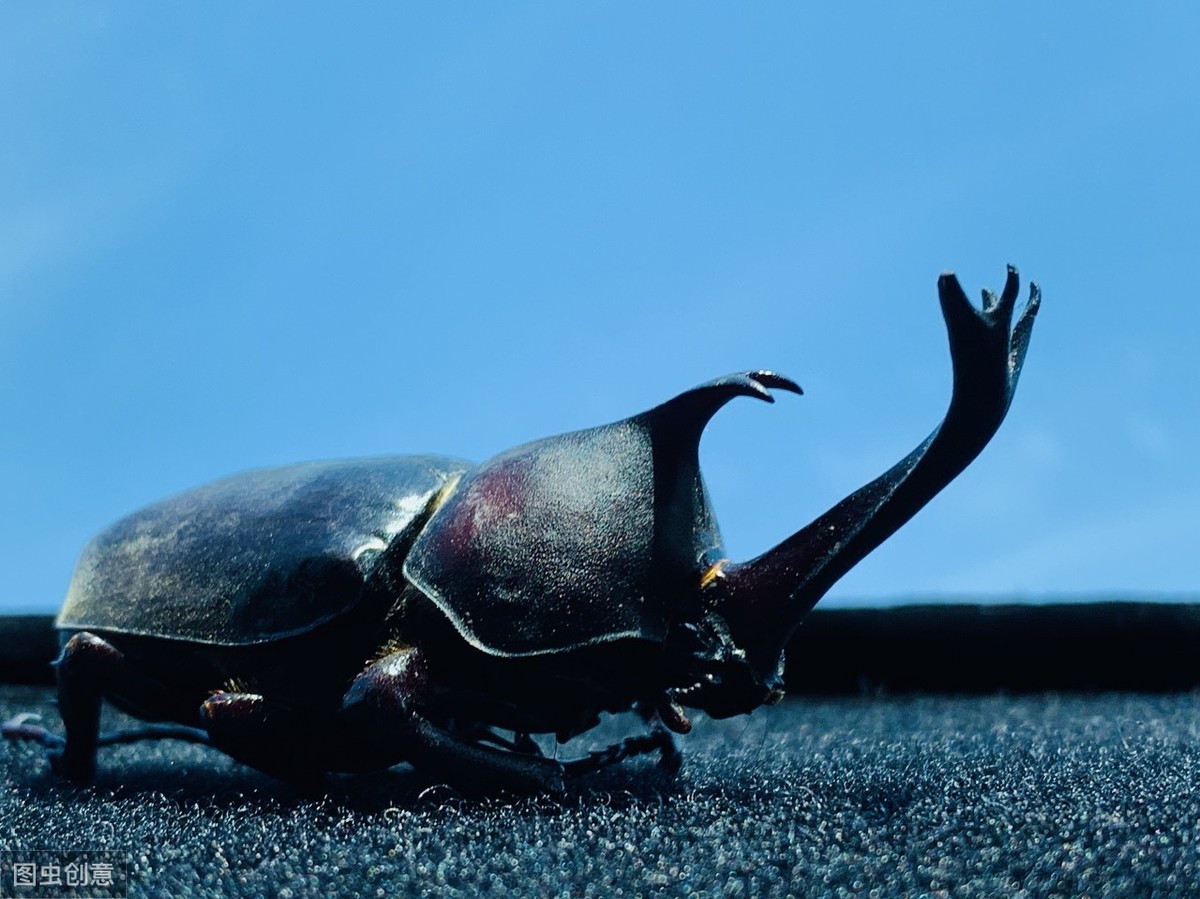 “人生能几何，毕竟归无形”——铁甲战士独角仙