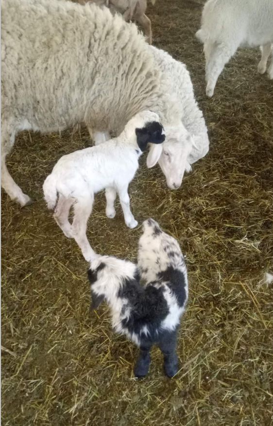 大连铭湖牧场和三寰牧场哪个好,大连铭湖牧场和三寰牧场哪个好玩