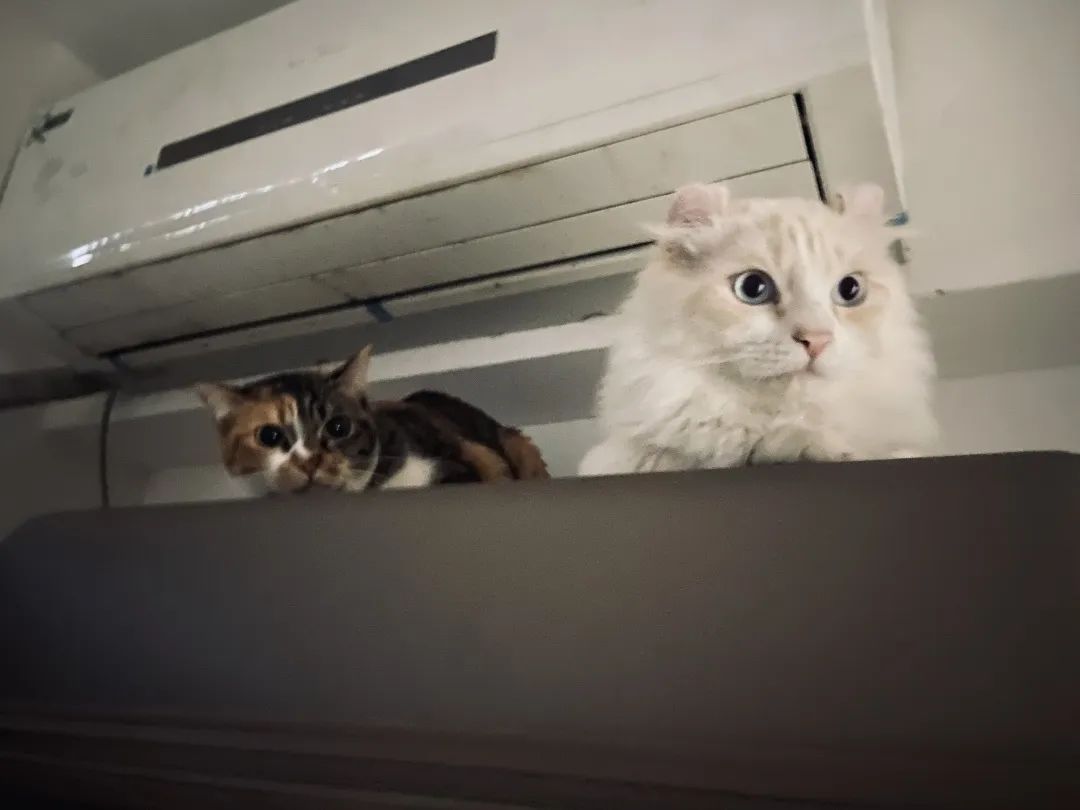 和宠物交流说什么,宠物谈恋爱怎么回事