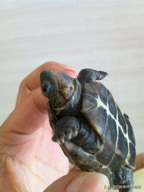 龟友的龟生病了,龟友养龟正确方法