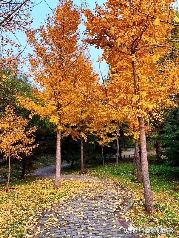 手机摄影怎么拍出好看的景色,手机如何拍出低调的摄影照片