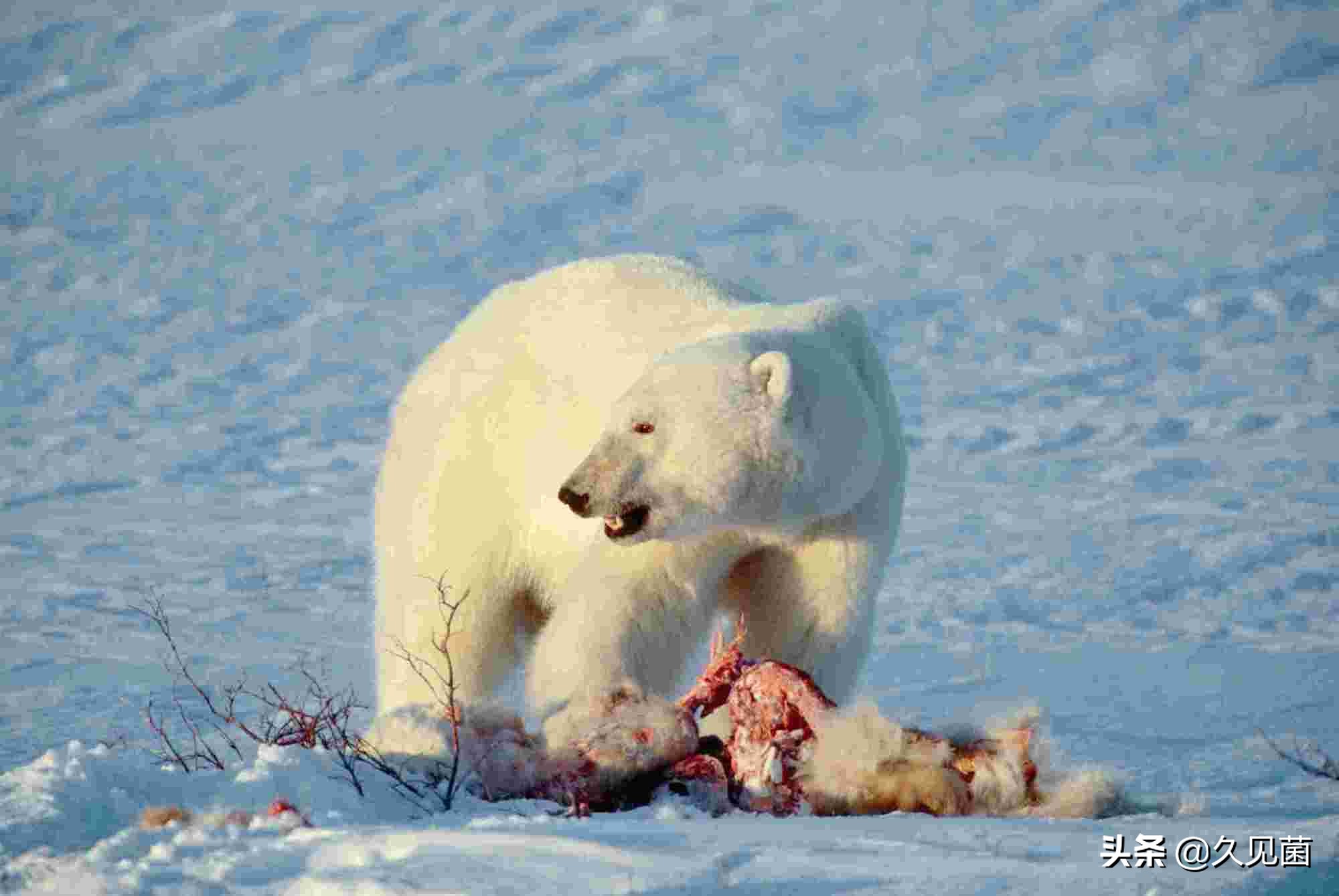 人类为啥不吃食肉动物的肉,人类为什么不吃大型食肉动物的肉
