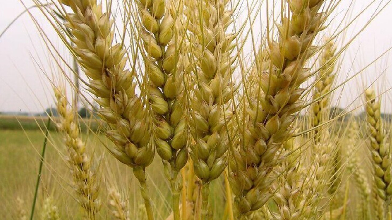 白酒酿造的酒曲有哪些,浓香型酒曲酿造工艺