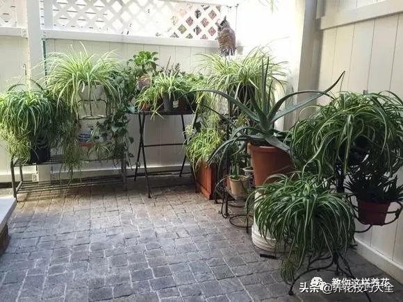 绿萝铜钱草家庭养殖,绿萝发财树黄叶子怎么办呢