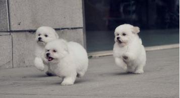 狗得了细小是什么症状怎么治,什么是细小有什么症状