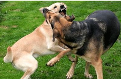 狗狗受伤后不排便,狗狗受伤了怎么办