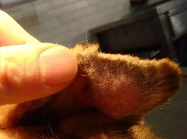 狗耳血肿手术,狗耳血肿手术费用