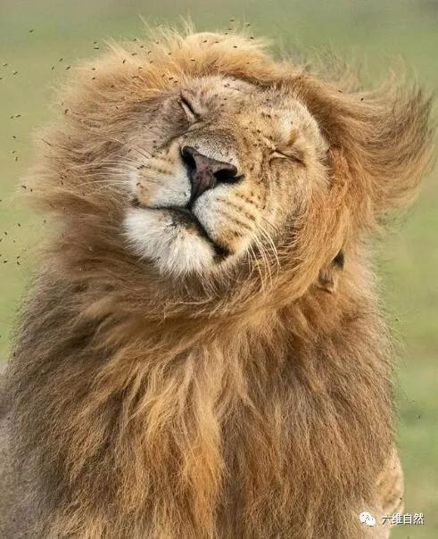 雄狮战败回狮群被攻击,雄狮入侵时群母狮为何不战斗