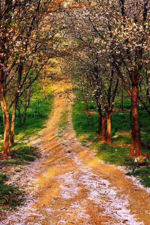 世界最大的樱花园,世界最大的樱花园在贵州吗