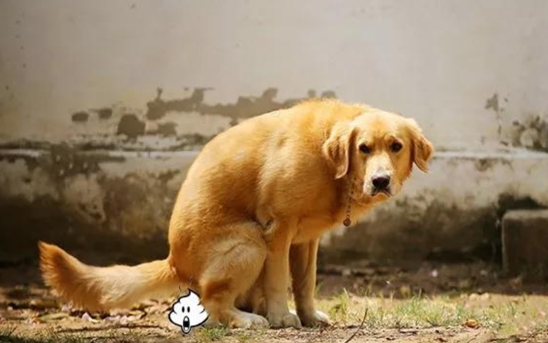 狗狗拉软便便吃什么药,狗狗拉白色便便怎么办