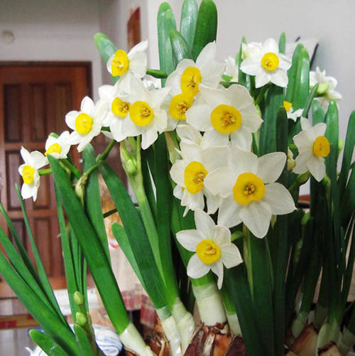 北方冬季地栽花卉,北方如何养护鲜切花