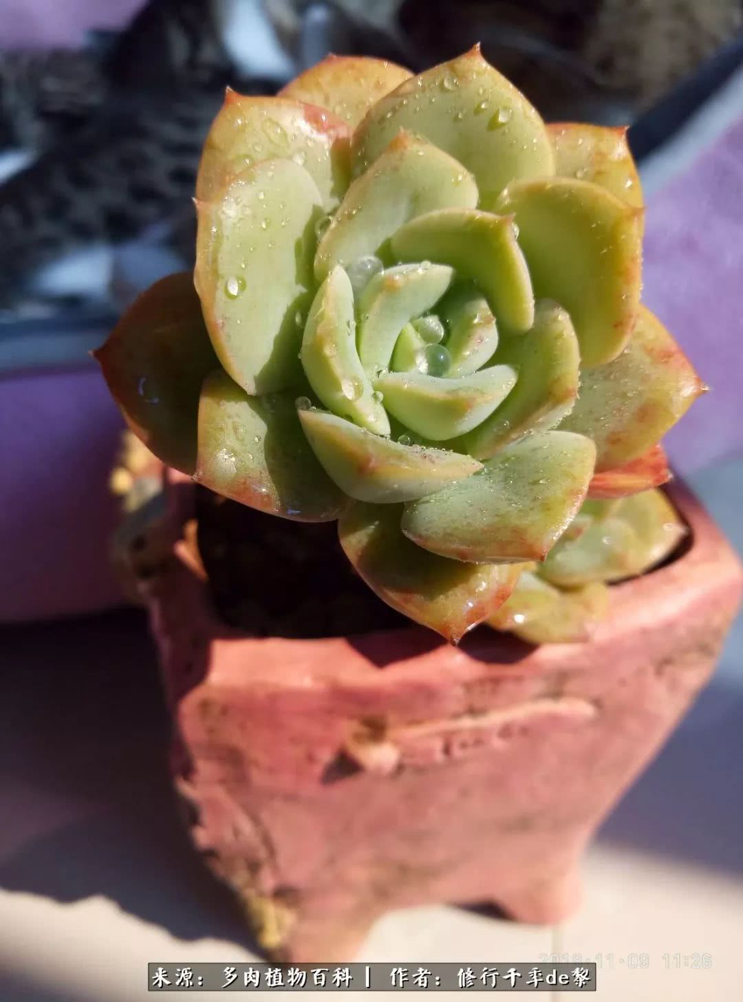 鱼和熊掌不可兼得自由和爱情,鱼和熊掌不可兼得胖和丑如影随形