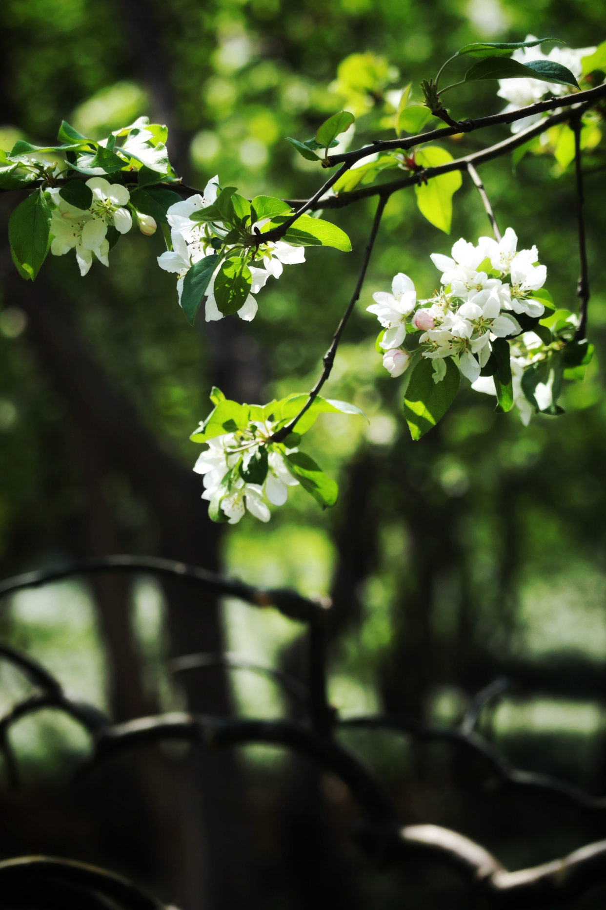 郁金香济南哪里最好,济南万象城郁金香