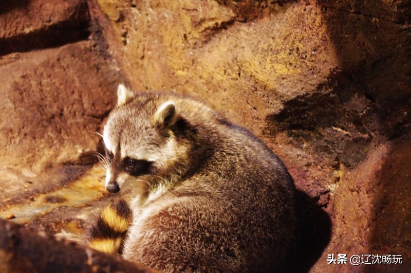 沈阳带小宝宝去的海洋馆,沈阳海洋馆欢乐海底世界