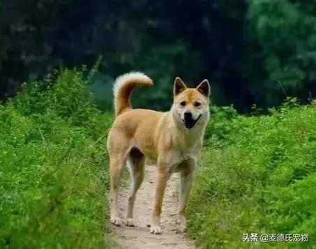 这样的中华田园犬难道你不爱吗,怎么样的才能称得上中华田园犬