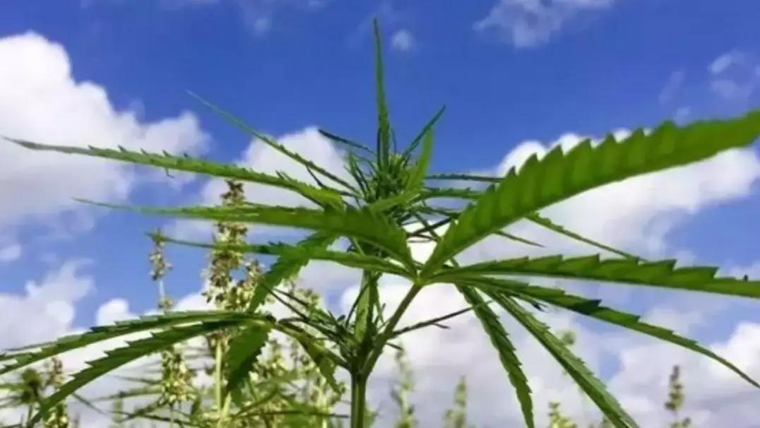 工业*麻大**：蓝海市场正待“收割”