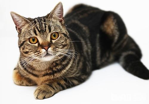 世界名猫布偶猫,世界名猫波斯猫