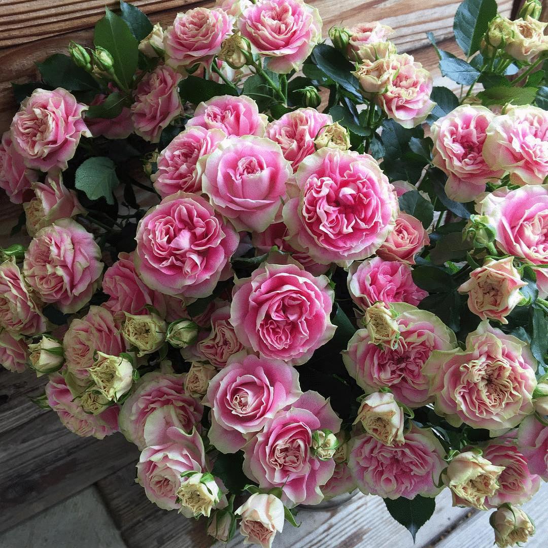 足不出户,带你了解2020日本园艺圈「新品种大赏」