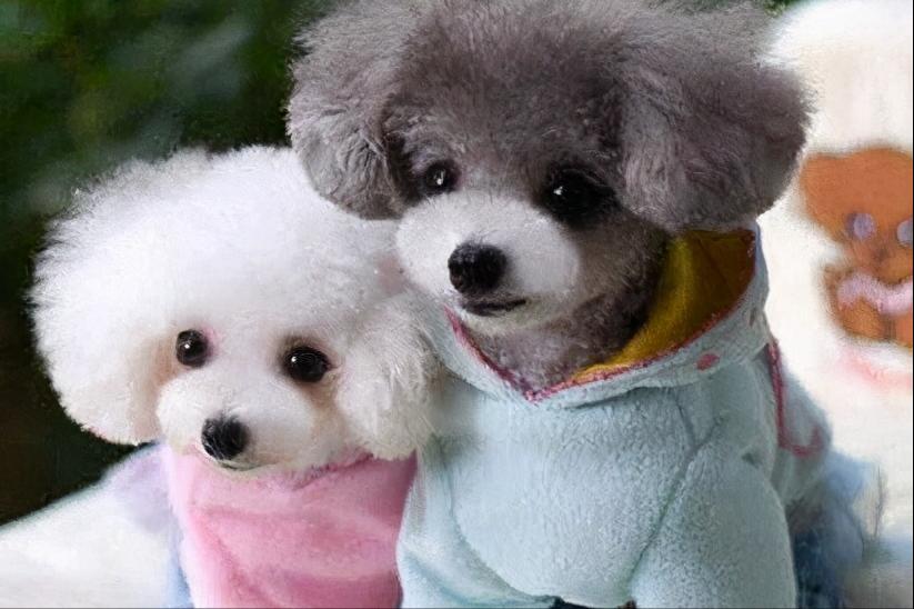 棕色泰迪配什么色泰迪比较好看,泰迪颜色好看排名