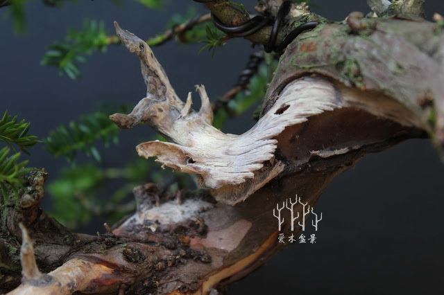 红豆杉盆景整形蟠扎视频,红豆杉蟠扎盆景