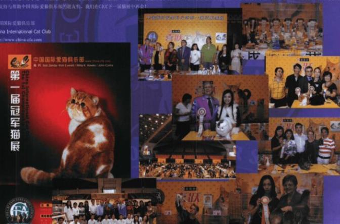 英短猫长大后是什么样的,英短猫的成长大小跟什么有关