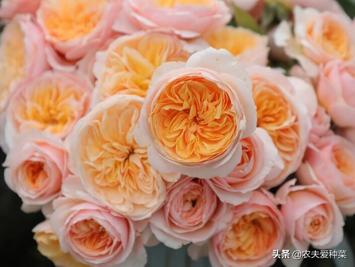 欧月月季品种大全图片,欧月月季的品种有哪些