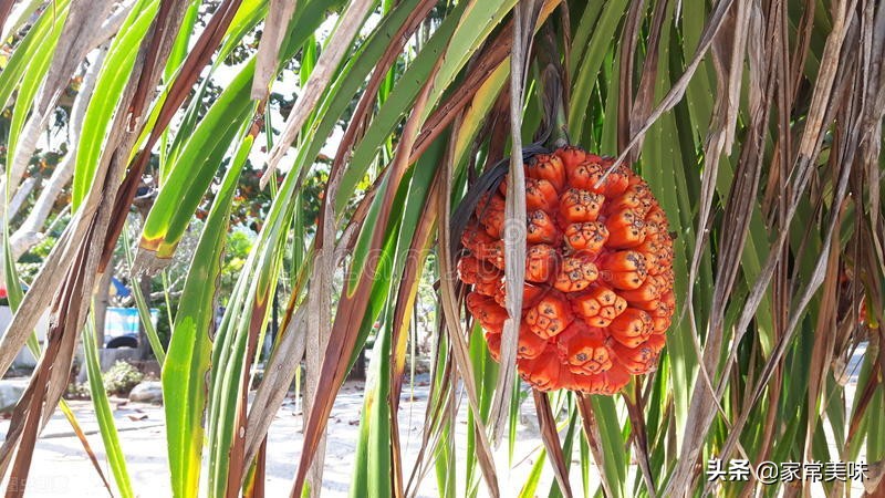 你还吃过什么难吃的水果,五种类好看但很难吃的水果