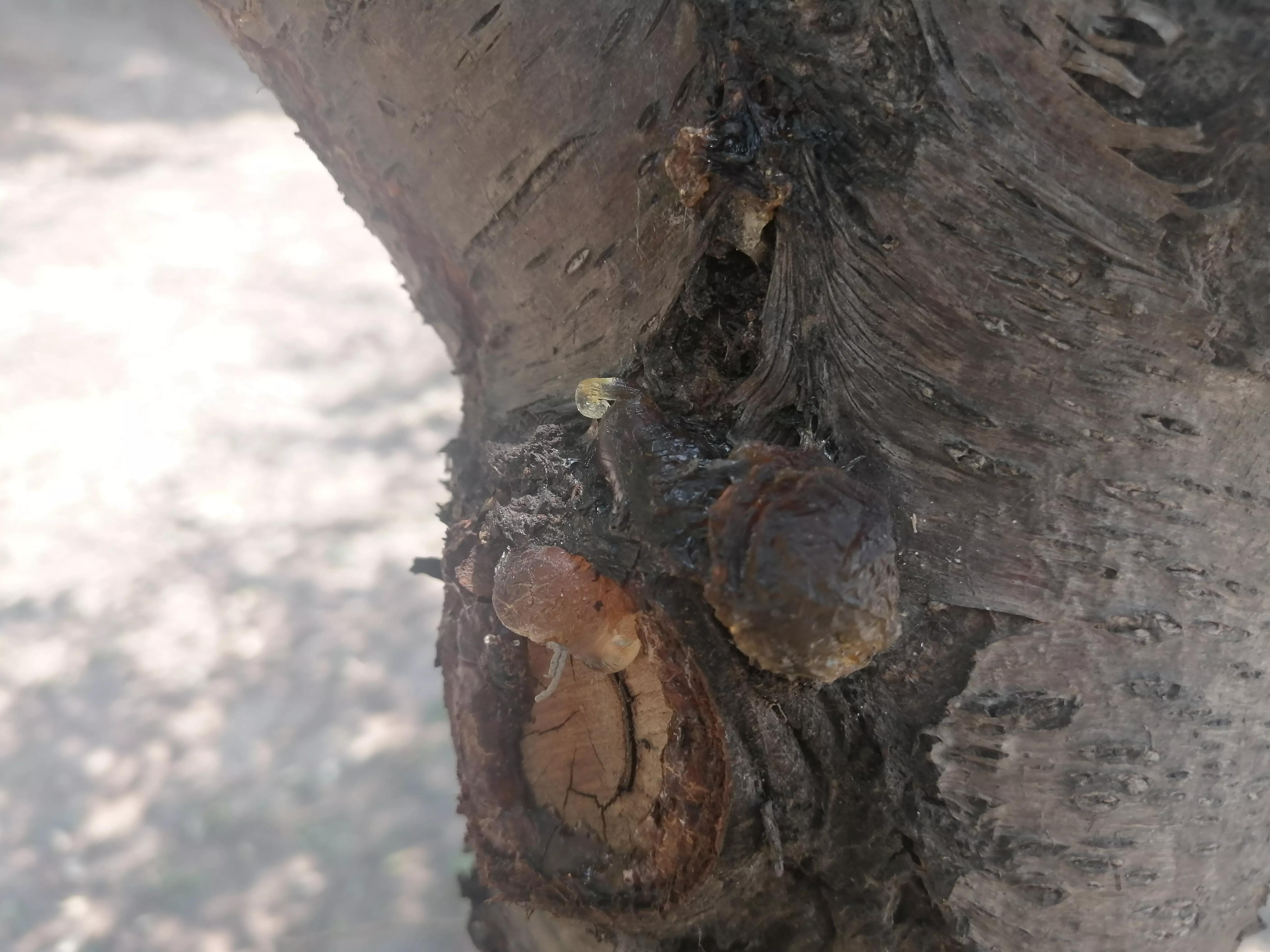 桃胶采摘多少钱,桃胶采摘过程