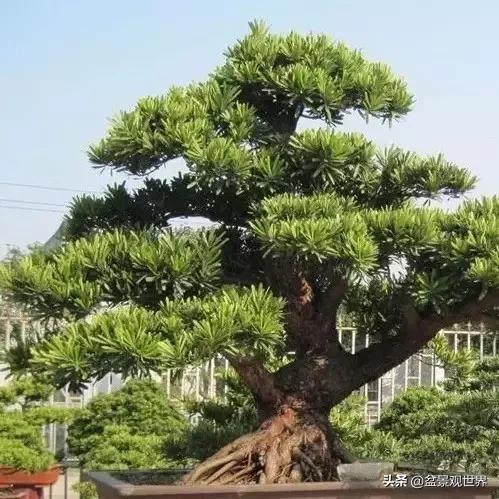 最合适做盆景的罗汉松是什么品种,什么品种的罗汉松盆景最好