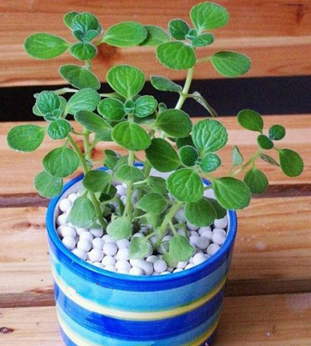 碰碰香怎么养成盆景,碰碰香怎么养才能更旺盛