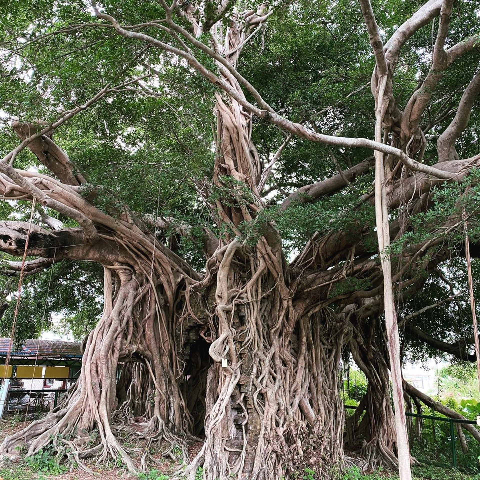 百年树屋，天空之镜，红砖市集，跳蚤市场…尽在锦田