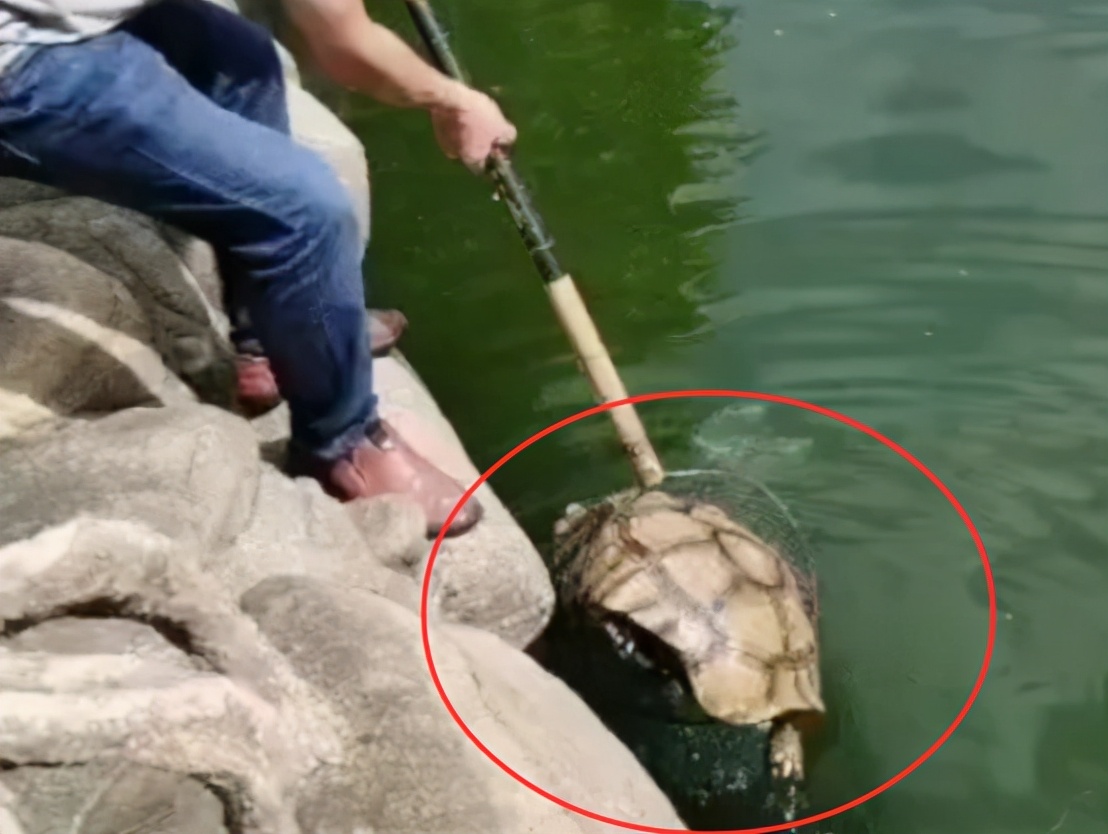 抓到一只700斤的大乌龟,长江挖出巨型乌龟是真的吗