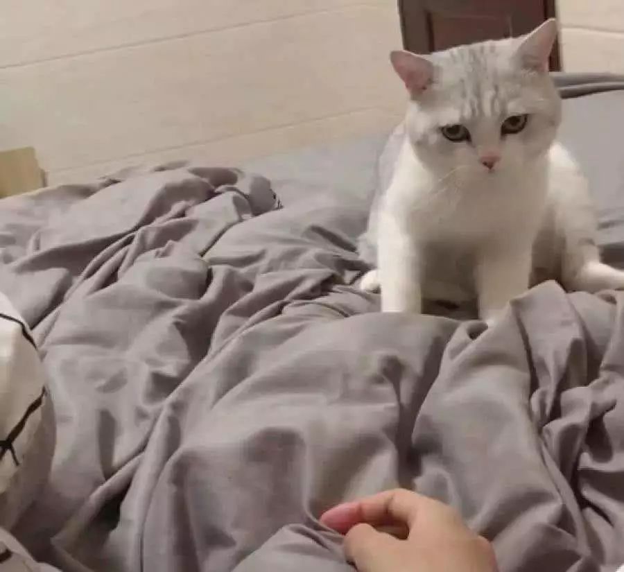 猫咪总是睡地上怎么办,猫咪经常躺床上如何让它睡窝里