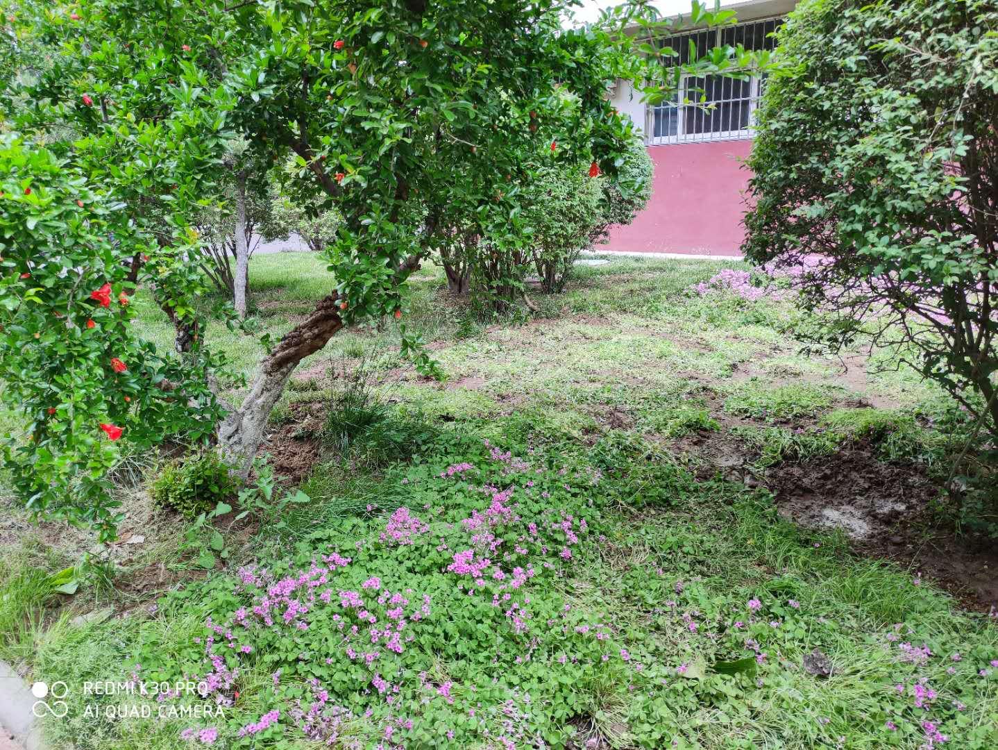 红花酢浆草属于三叶草吗,红花酢浆草与三叶草是一个品种吗