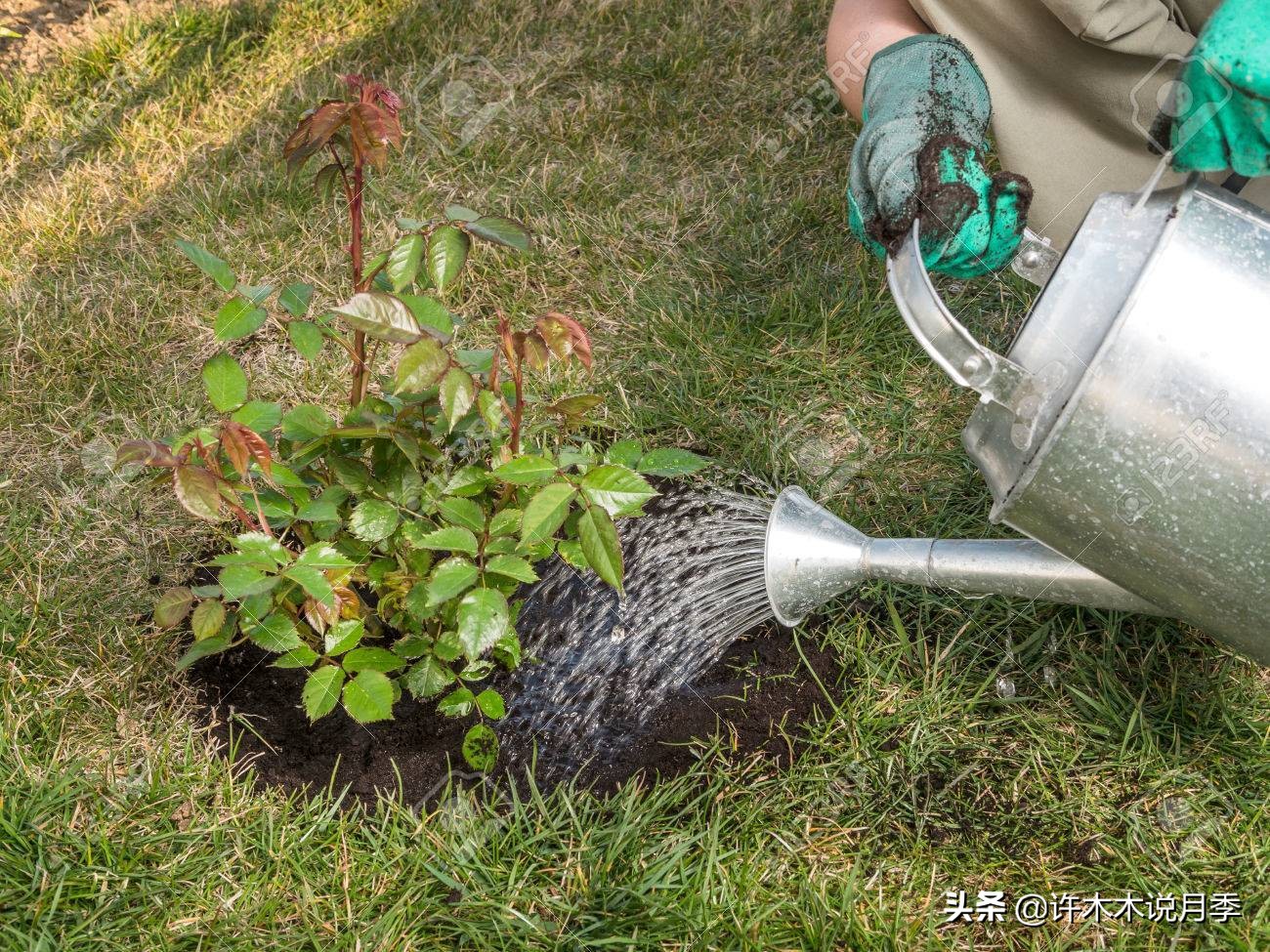 月季应该怎么浇水,月季的浇水注意事项