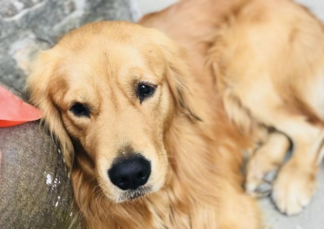 金毛丢失被找回,金毛丢失一年暴瘦后回家