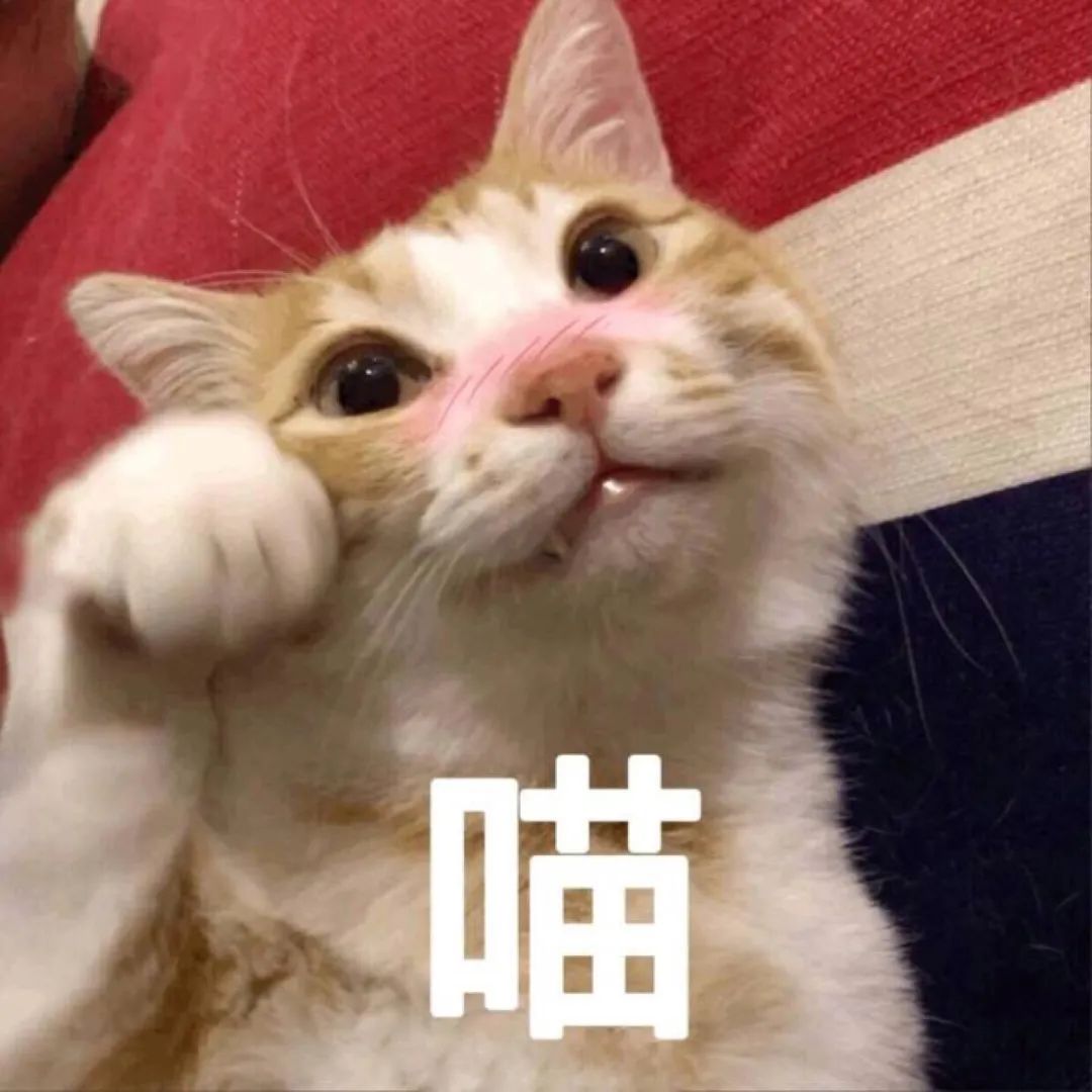 我们一起“拼猫”好不好？乖巧的时候归我，撒泼的时候归你