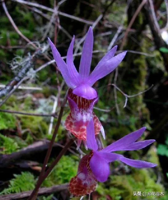 布袋兰花品种图片大全,我国特有的单种属珍稀濒危兰花